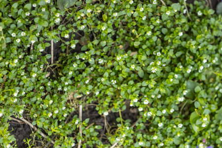 Small white flowers of chickweed covering the ground in a spring garden, creating a natural green carpetの写真素材