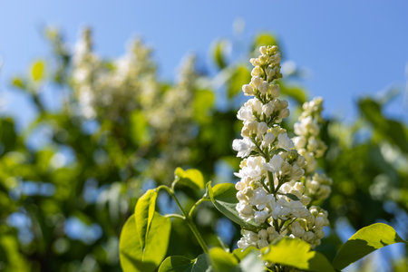 Blooming white lilac flowers adorn a lilac bush in a vibrant garden, basking under the warm sun on a beautiful spring dayの写真素材