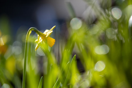 Close up of a yellow daffodil blooming in a garden during springtime, with blurred background and bokeh effectの写真素材