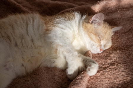 Ginger and white cat enjoys a peaceful nap on a soft, cozy blanket, curled up in a relaxed positionの写真素材