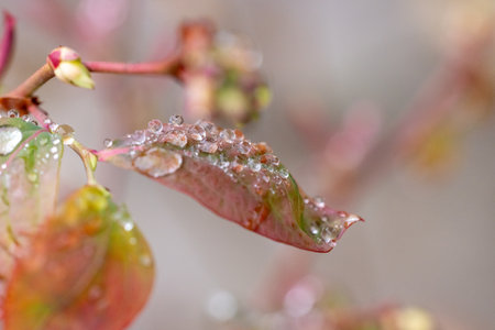 Macro close up of glistening dew drops adorning a vibrant pink leaf, capturing the beauty of nature after a refreshing rainの写真素材
