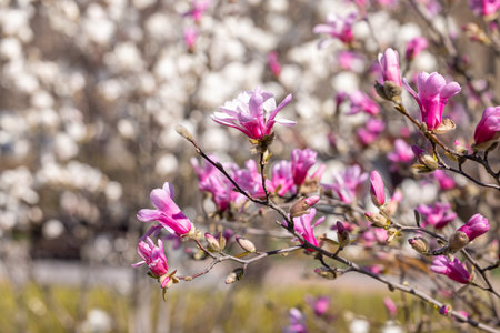 Pink magnolia flowers blooming on a tree branch in springtime with a blurred background of white flowersの写真素材
