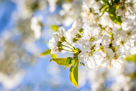 Cherry blossoms blooming under a bright sun on a lovely spring day, creating a stunning natural scene filled with vibrant colorsの写真素材