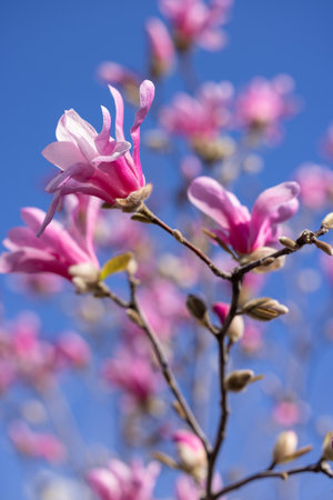 Pink magnolia flowers blooming on a branch against a clear blue sky, celebrating the arrival of springの写真素材