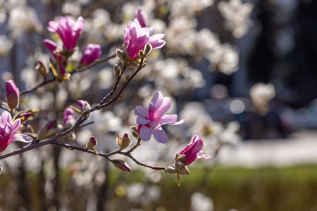 Blooming pink magnolia flowers adorning a branch, basking in warm spring sunlight, create a vibrant scene against a softly blurred backgroundの写真素材