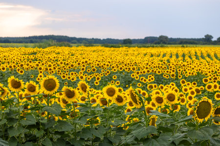 Beautiful sunflowers blooming in an agricultural field, creating a picturesque landscape under a cloudy skyの写真素材