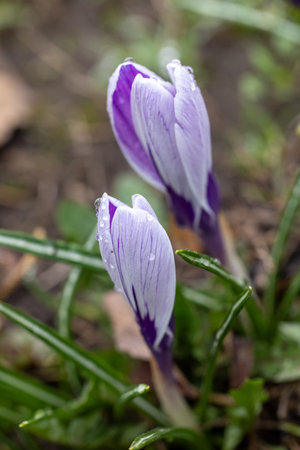 Two purple crocus flowers with water drops blooming in a garden, marking the arrival of springの写真素材
