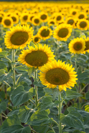 Sunflowers growing in a field illuminated by sunlight, creating a vibrant and beautiful agricultural landscapeの写真素材