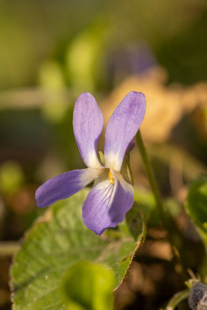 Close up of a delicate purple wood violet flower blooming in the warm spring sunlight, showcasing its vibrant color and intricate detailsの写真素材
