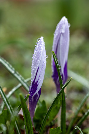 Two purple and white crocus flowers covered with sparkling dew drops emerge from the green grass, symbolizing the arrival of springの写真素材
