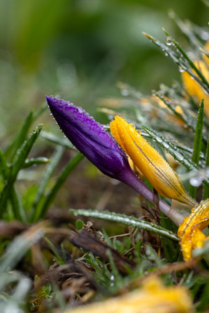 Two crocus flowers, one purple and one yellow, covered with glistening dew drops, emerge from the grass in a spring gardenの写真素材