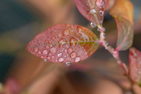Close up of a colorful autumn leaf covered in glistening dew drops, capturing the beauty of fallの写真素材
