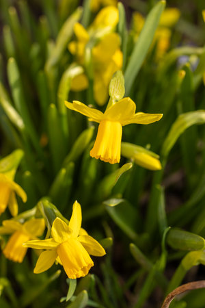 Close up of vibrant yellow daffodils blooming in a lush spring garden, celebrating the arrival of warmer weatherの写真素材