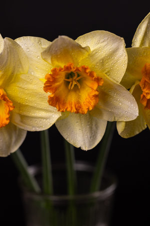 Yellow narcissus flowers with orange centers blooming in a glass vase on a black background,...