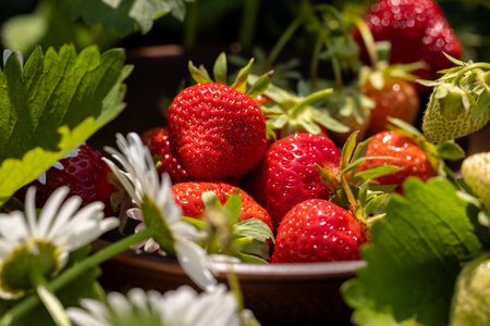 Ripe, red strawberries and delicate daisies sit together in a bowl, surrounded by lush green leaves in a sunlit gardenの写真素材