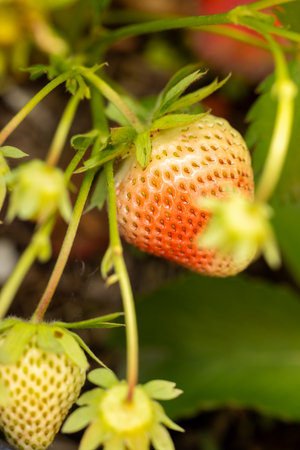 Close up of a partially ripe strawberry growing on a vine, showcasing the transition from green to redの写真素材