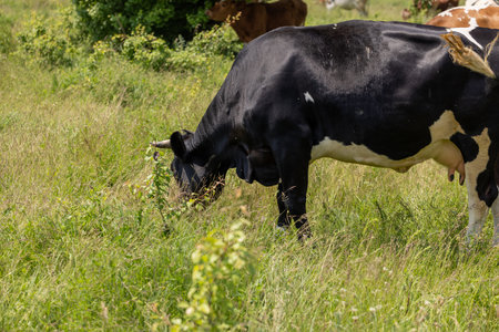 Healthy cow peacefully enjoying fresh grass in a vibrant green pasture, representing sustainable agriculture and idyllic rural lifeの写真素材