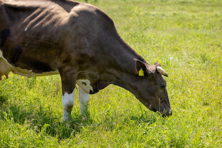 Healthy cow grazing on fresh grass in a lush green field, representing the tranquility and charm of...