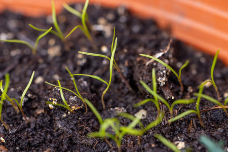 Young green seedlings are emerging from rich, dark potting soil in a terracotta colored container, symbolizing growth, new beginnings, and the potential of nature in horticultureの写真素材