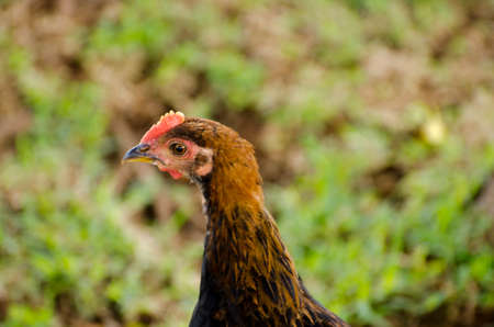 Profile of a close up of a wild chicken in Kauai.の写真素材