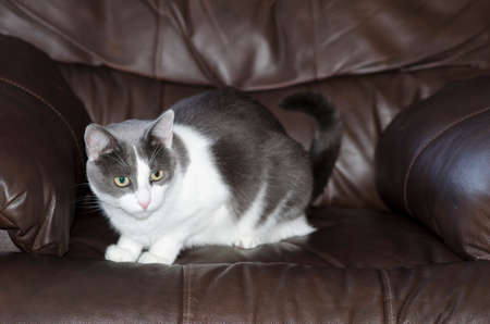 Cute grey and white Snowshoe cat crouched on a leather chair.の写真素材
