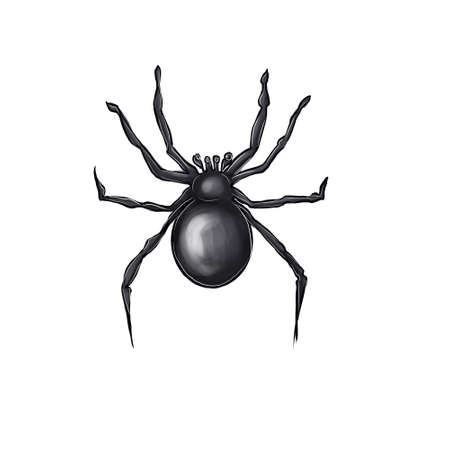 Black spider on a white background.の写真素材