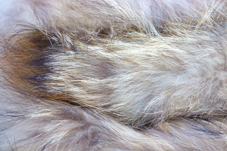 Fox fur in full frameの写真素材
