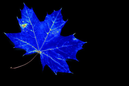 Blue leaf isolated on black , Leaf, Illustrationの写真素材