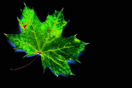 Green leaf isolated on black , Leaf, Illustration