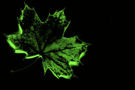 Green leaf isolated on black , Leaf, Illustrationの写真素材