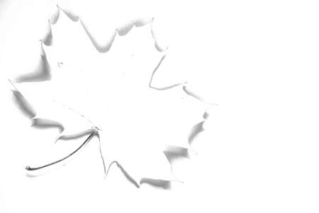 White leaf isolated on white background, White leaf, Illustrationの写真素材