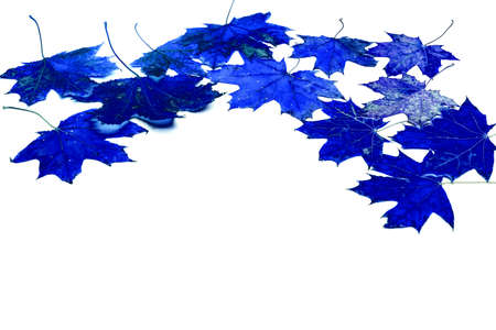 Blue leaves isolated on white background, Blue leaves, Illustrationの写真素材