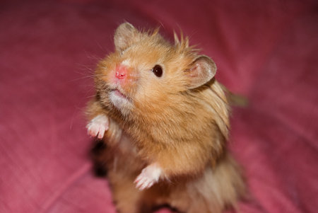 hamster