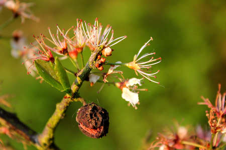 Odd One Out, Hedgerow Wild Plant Budding.の写真素材