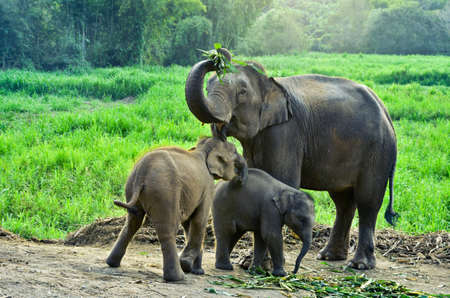 asia elephant with calf の写真素材