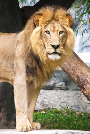 Lion in Chaingmai zoo Thailandの写真素材