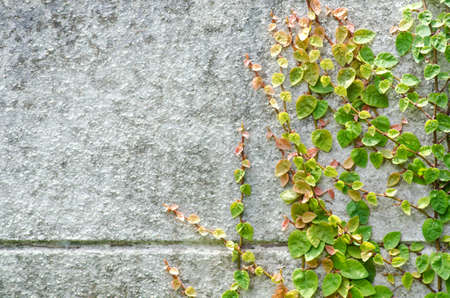 stone wall with Ivy, background の写真素材