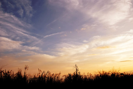 Sky with grass silhouette along bottom 