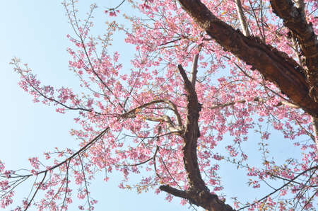 Pink Cherry Blossom with Blue Skyの写真素材
