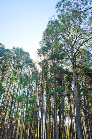 pine trees