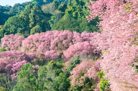 Pink Cherry Blossom in north Thailandの写真素材