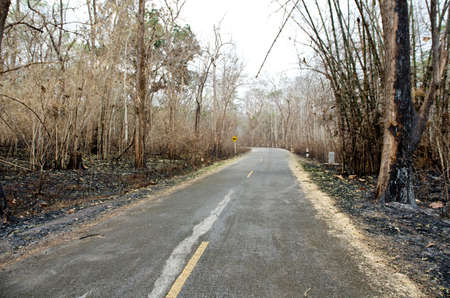 Forest after fire の写真素材
