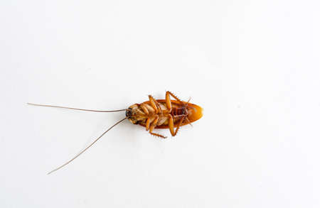 Dead cockroach isolated on a white background の写真素材