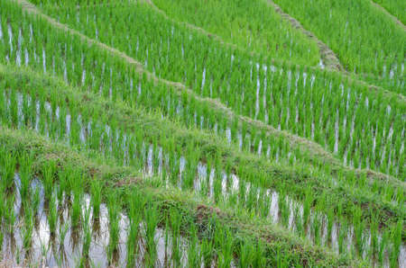 terrace rice fields ,Thailandの写真素材