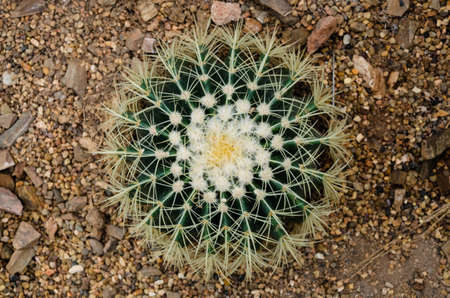 Cactus close-upの写真素材