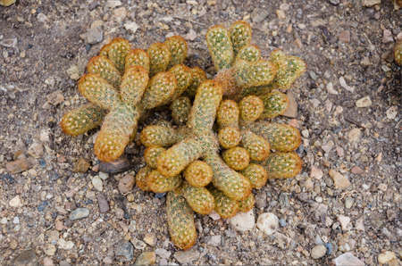Cactus close-upの写真素材