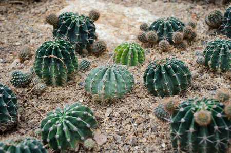 cactus gardenの写真素材