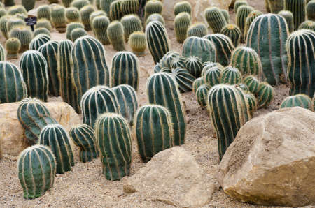 cactus gardenの写真素材