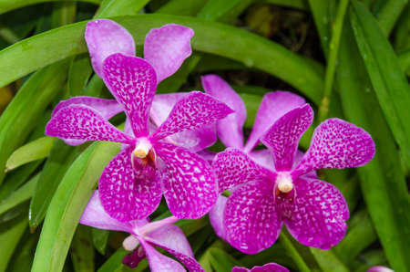 closeup of orchid flowerの写真素材