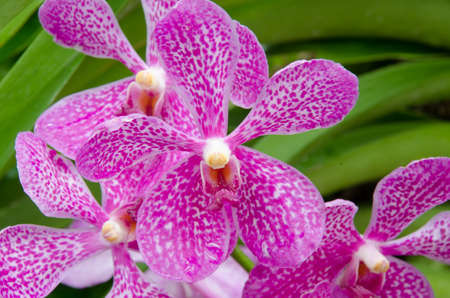 closeup of orchid flowerの写真素材